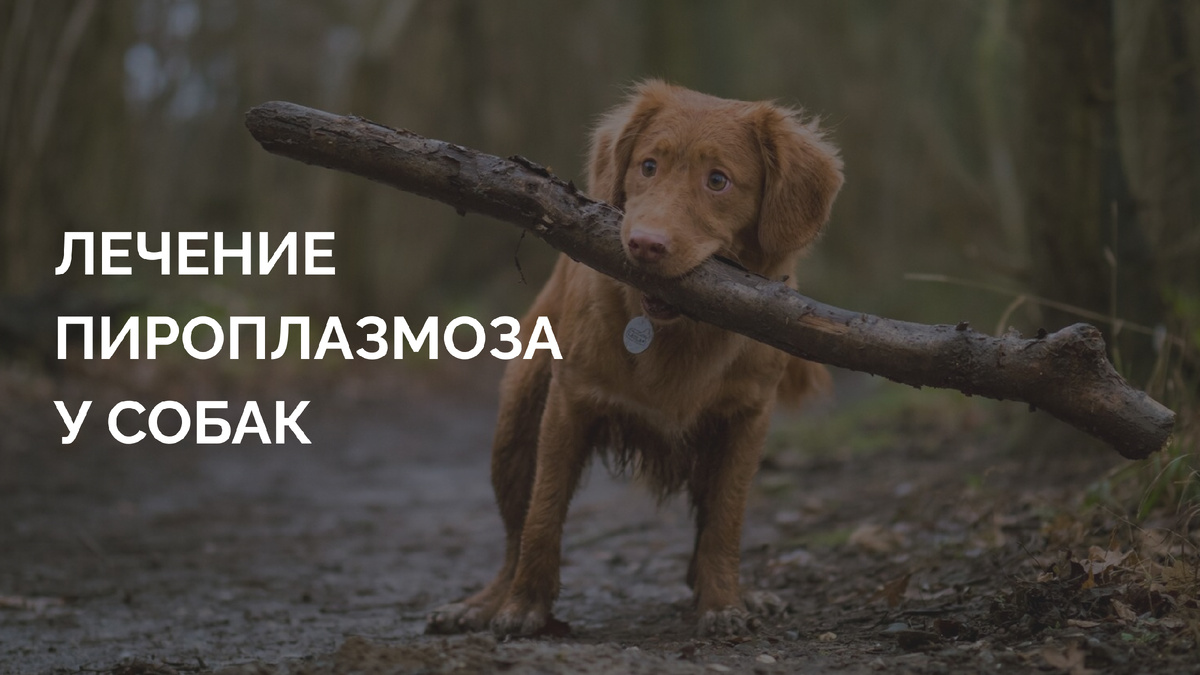 симптомы, диагностика и экстренная помощь после укуса клеща