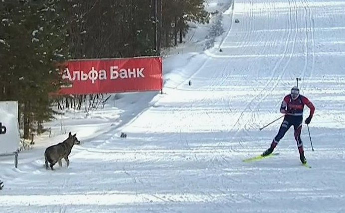 Карим Халили столкнулся на трассе с четвероногой проблемой. Фото: соцсети