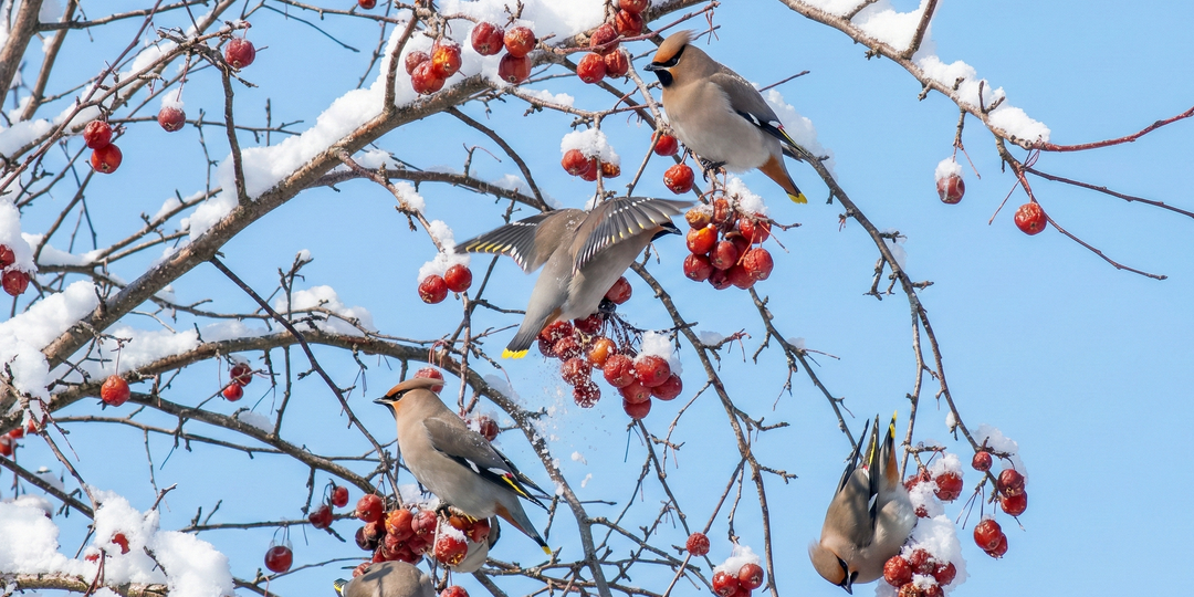 Свиристели прилетели