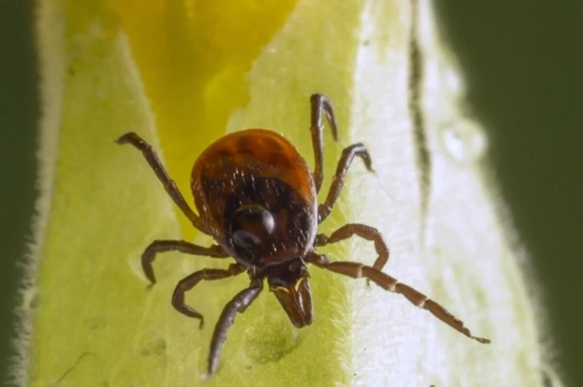    Роспотребнадзор Югры рекомендует вакцинироваться от энцефалита уже сейчас