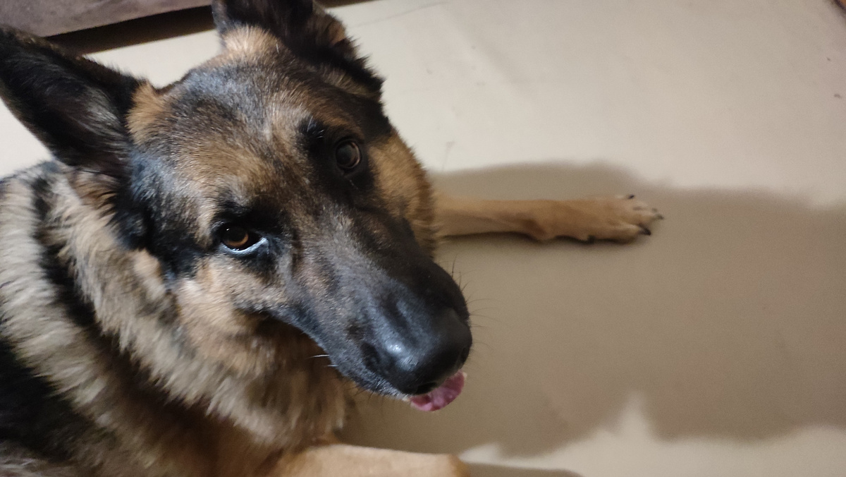 Бос - собака сестры