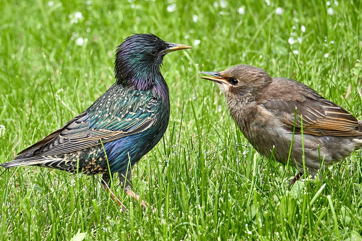 Автор Игорь Гордеев. 