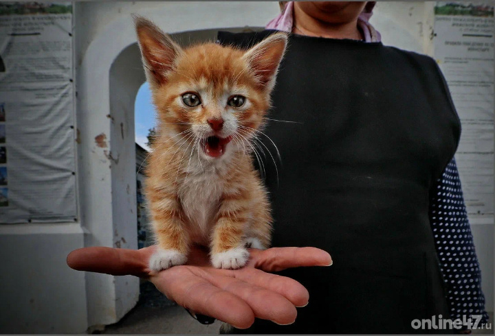 фото: Валентин Илюшин/Online47