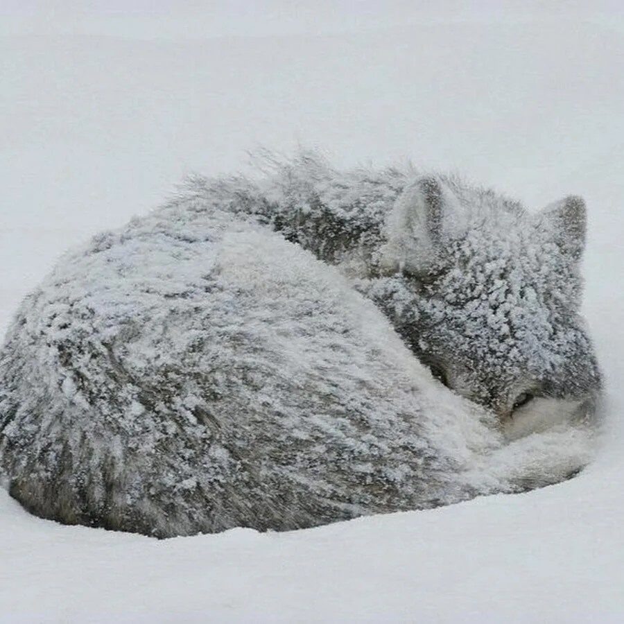 Фото из Яндекса