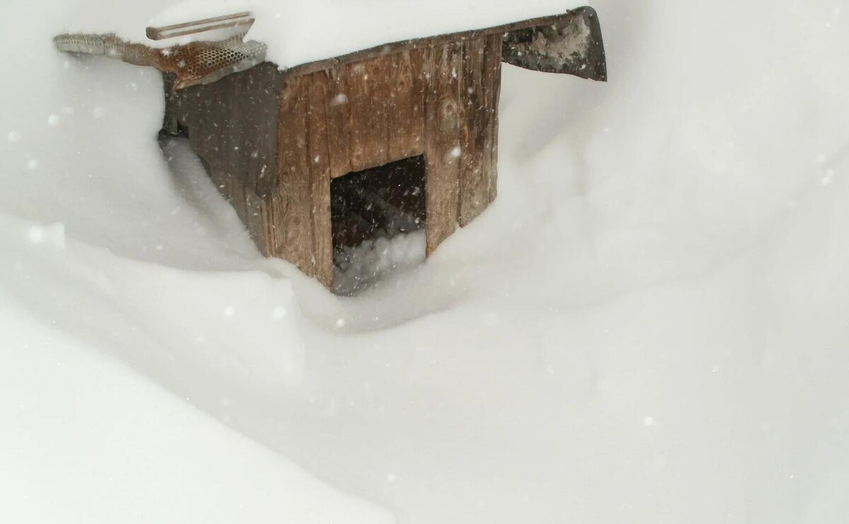 Фото из Яндекса