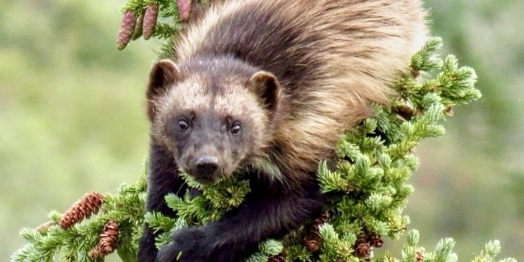 Росомаха: северный призрак, закаленный волей к жизни