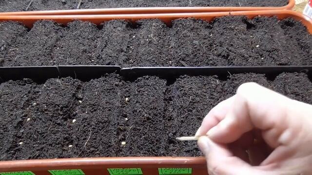 На какую глубину сажать семена томатов на рассаду: ошибка в 1 см погубит все всходы