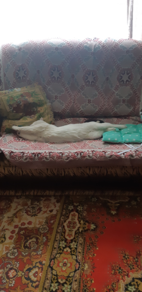 Не доел - так долежу