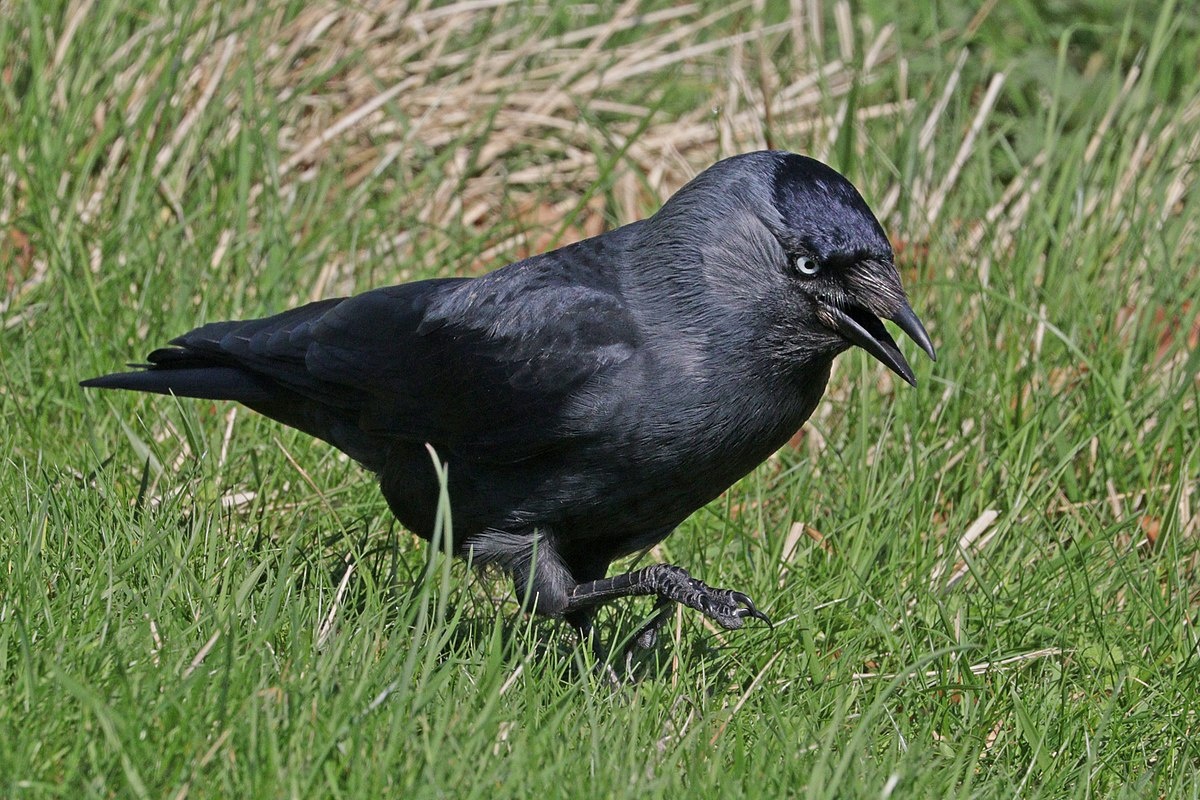 Фото с сайта: https://commons.wikimedia.org/wiki/File:Western_jackdaw_(Coloeus_monedula_spermologus).jpg