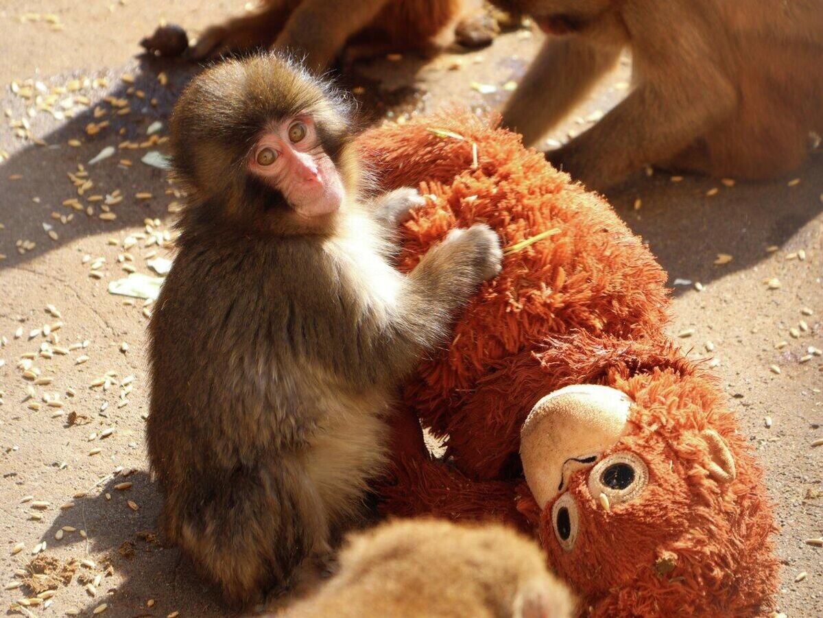    Детеныш-сирота японского макака по кличке Панч в зоопарке Итикавы, Япония | © Фото : Зоопарк Итикавы