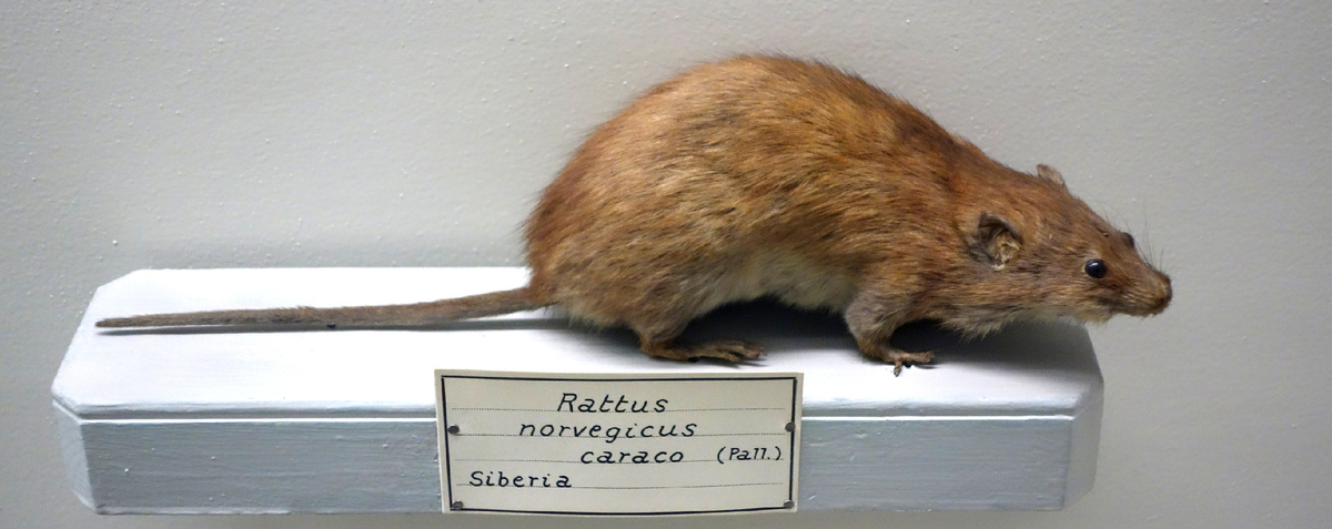 Rattus norvegicus