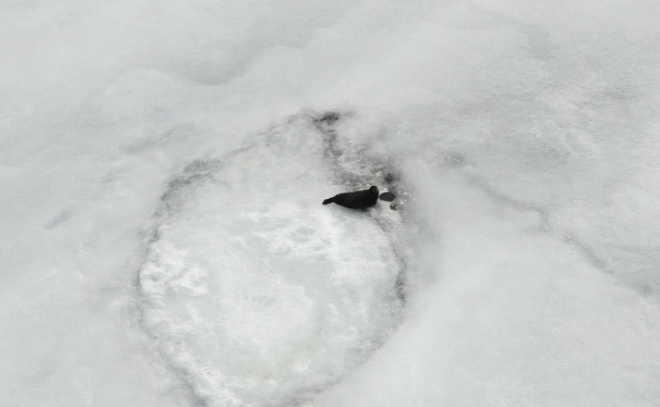    © Нижне-Свирский государственный заповедник