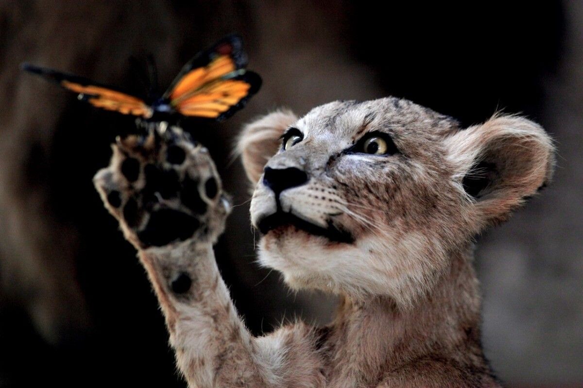Фото с сайта: https://www.pinterest.com/pin/what-drives-animal-diversity-cheetah-holding-butterfly--617837642638620418/