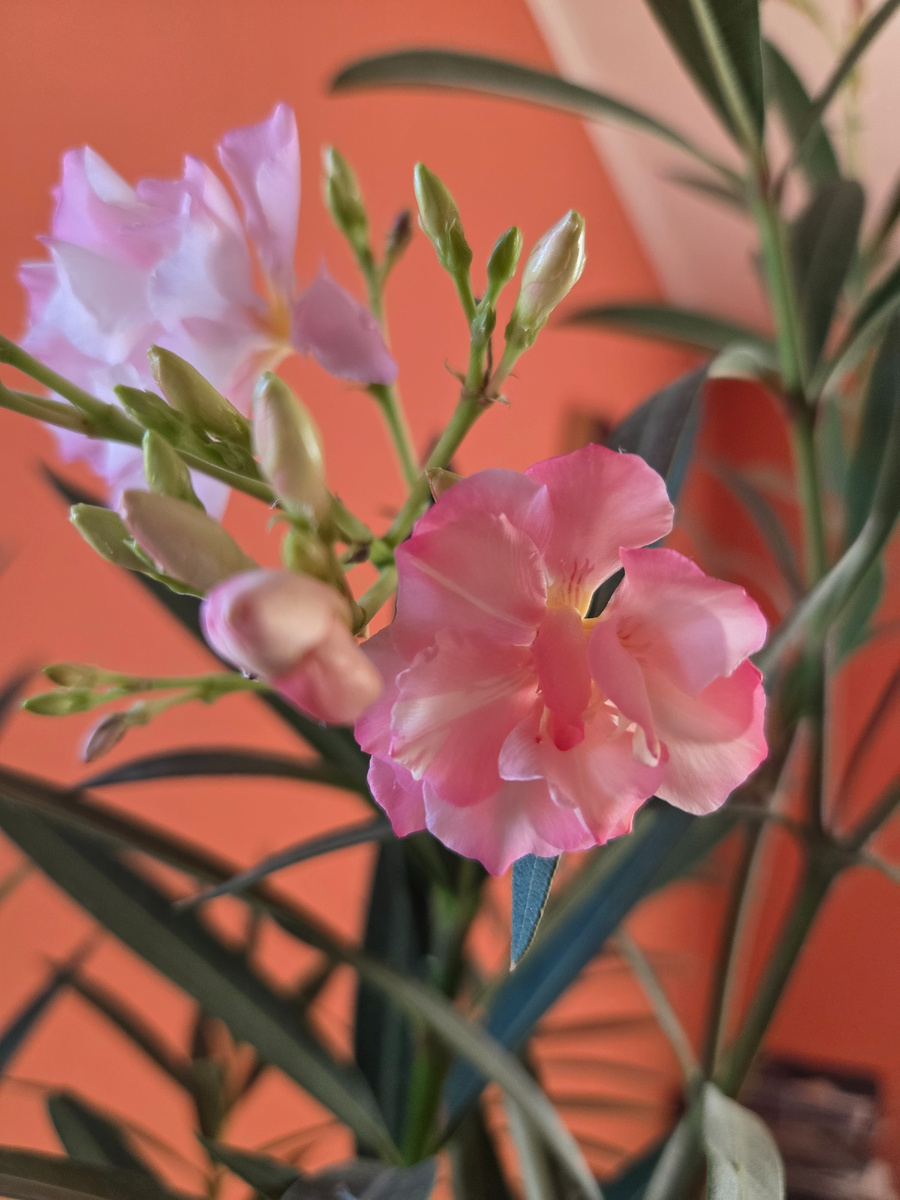 Олеандр цветет. Фото: Зеленая леди, сад, семья и томатный сок