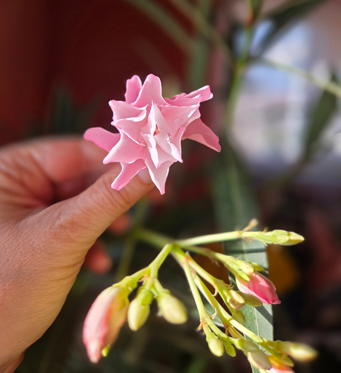 Махровый цветок олеандра. Фото: Зеленая леди, сад, семья и томатный сок
