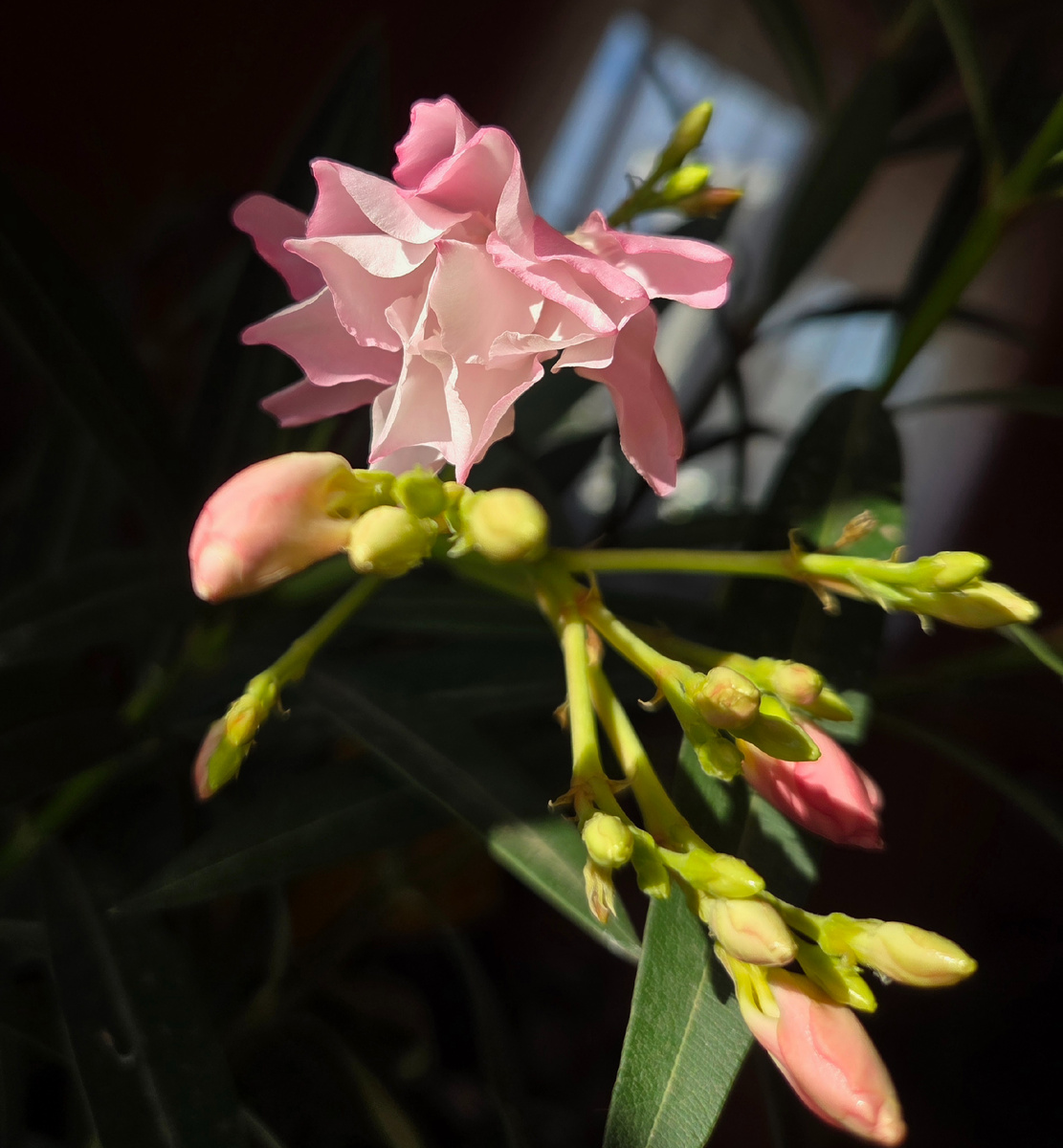 Первый из открывшихся. Фото: Зеленая леди, сад, семья и томатный сок