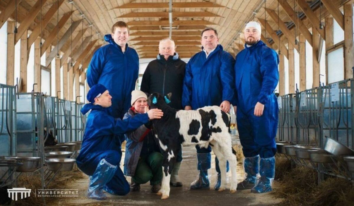     Ученые с теленком. Источник: gov.spb.ru Автор фото: Пресс-служба Администрации Санкт‑Петербурга