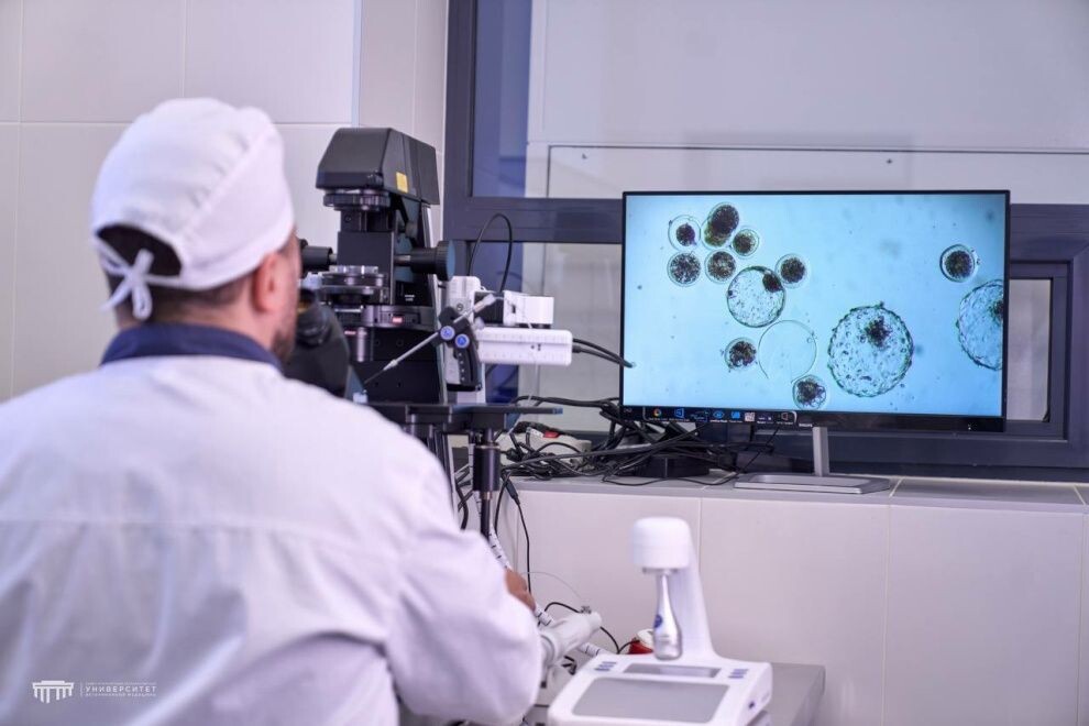    Петербургские ученые первыми вырастили теленка с заданным геном через ЭКО