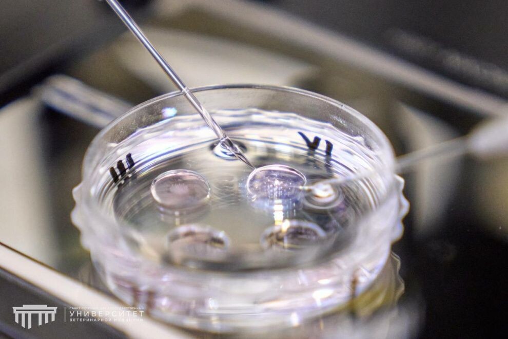    Петербургские ученые первыми вырастили теленка с заданным геном через ЭКО