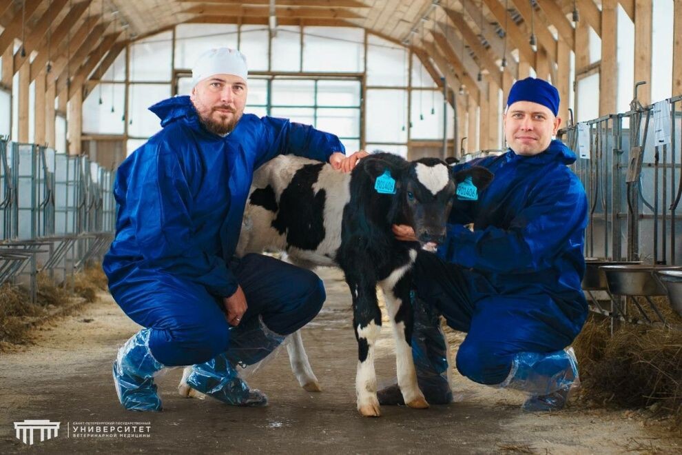    Петербургские ученые первыми вырастили теленка с заданным геном через ЭКО