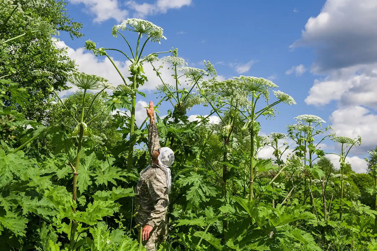 Борщевик Сосновского