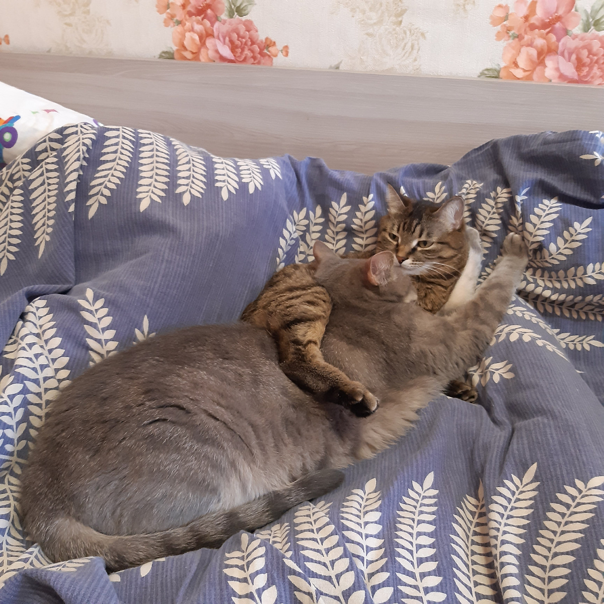 Фрося закинула лапку на Сыну 