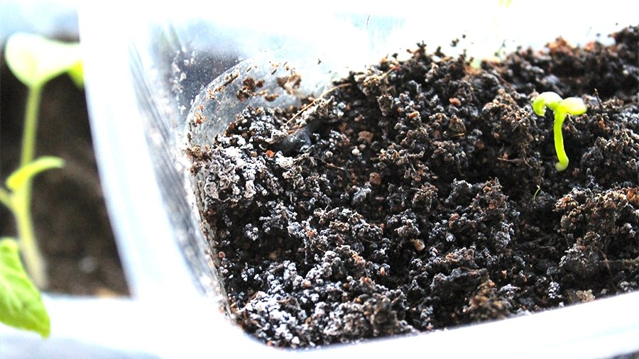 Плесень на грунте