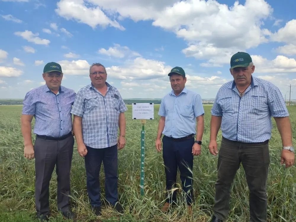 День поля по твёрдой пшенице