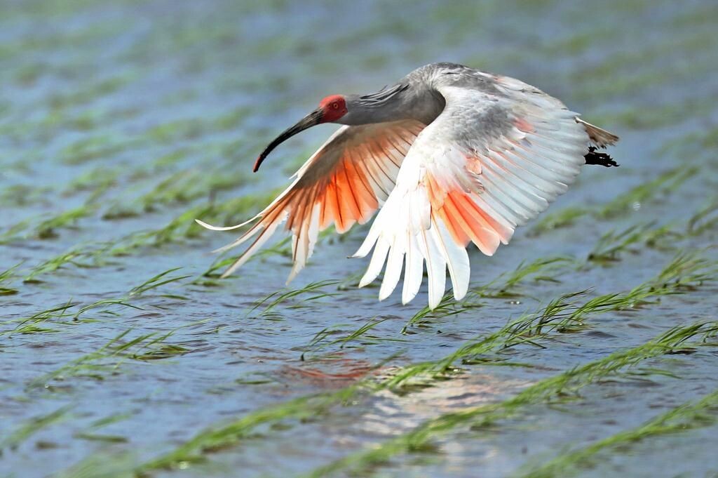 Ибис над водой...