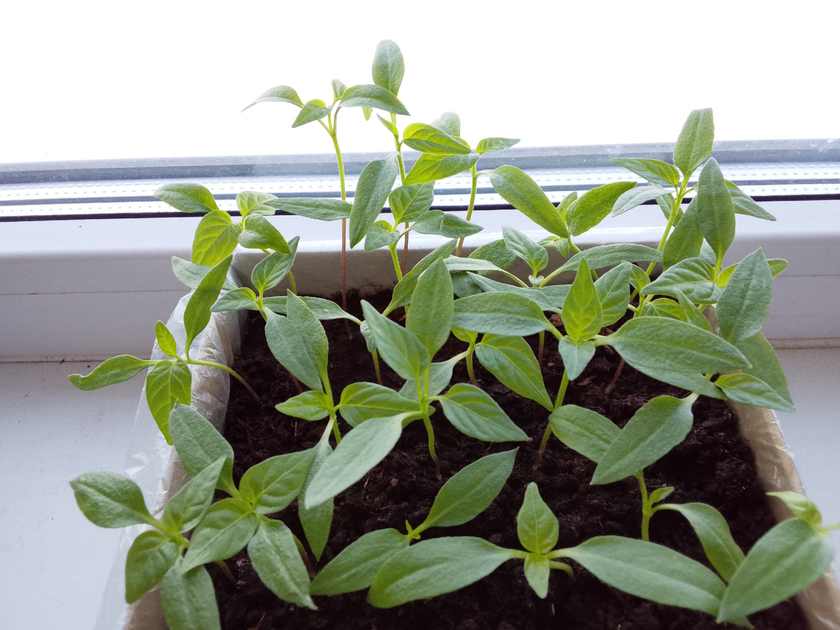 Сеянцы болгарского перца, фото автора