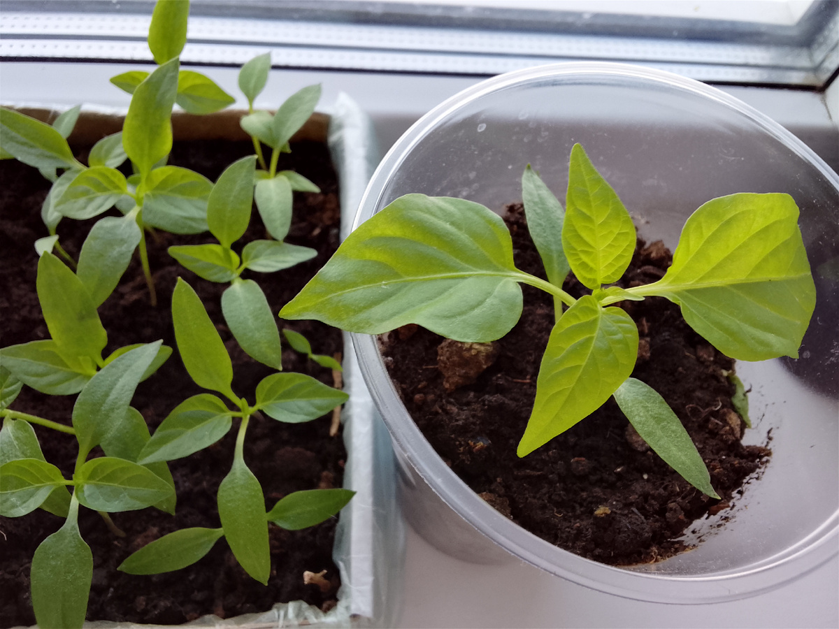 Сеянцы болгарского перца, фото автора