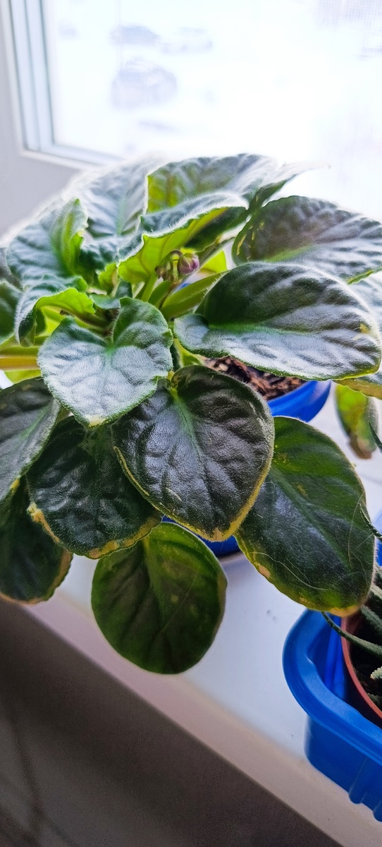 Фото автора. Фиалка распушилась 😄