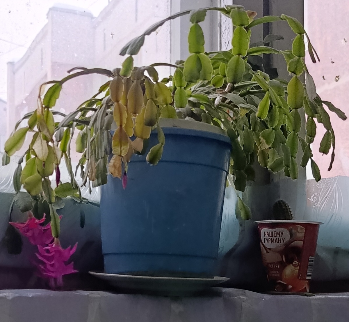 Фото автора. Декабрист живёт в подъезде 