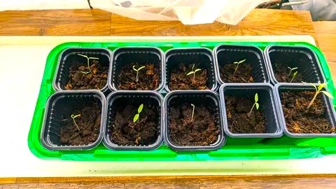 Через сколько дней всходят томаты после посева: таблица сроков при разной температуре