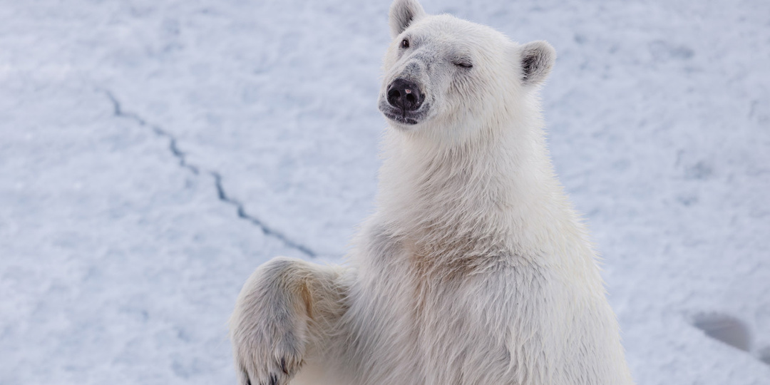 Мишки на Севере: тайная жизнь белых медведей