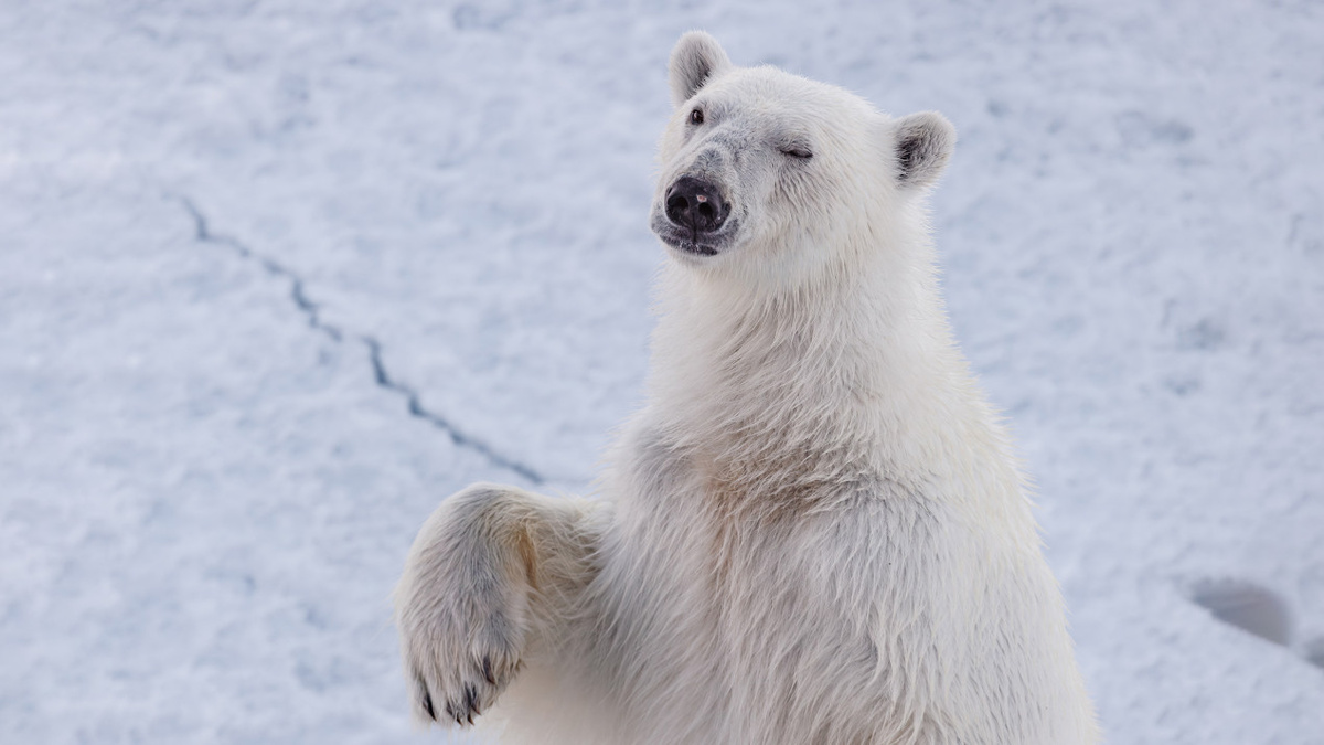 Белый медведь подмигивает вам. Фото: Илья Тимин, участник конкурса РГО «Самая красивая страна»