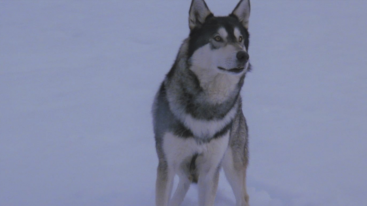 Кадр из фильма "Нечто"