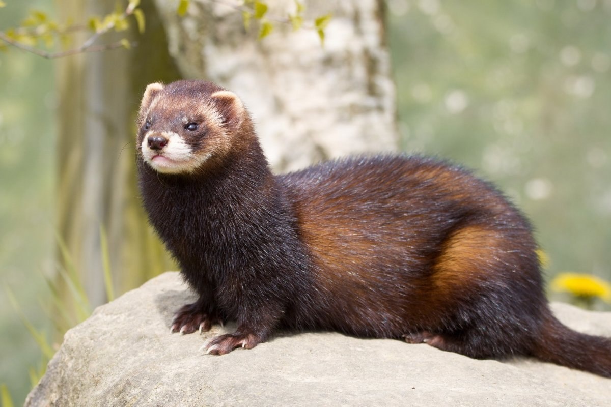 Фото с сайта: https://poknok.art/16266-stepnaja-norka.html