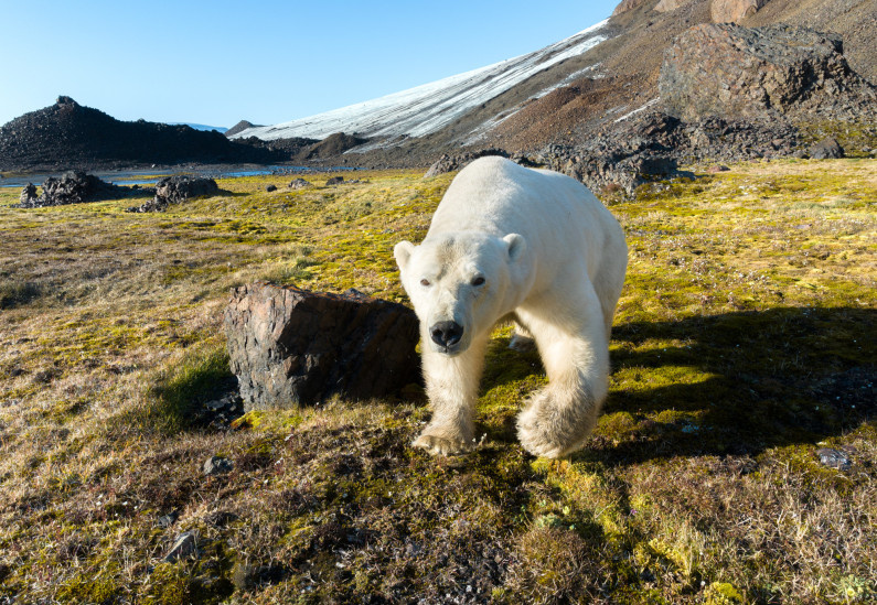 Белый медведь в национальном парке "Русская Арктика". Фото: Андрей Паршин, участник конкурса РГО "Самая красивая страна"