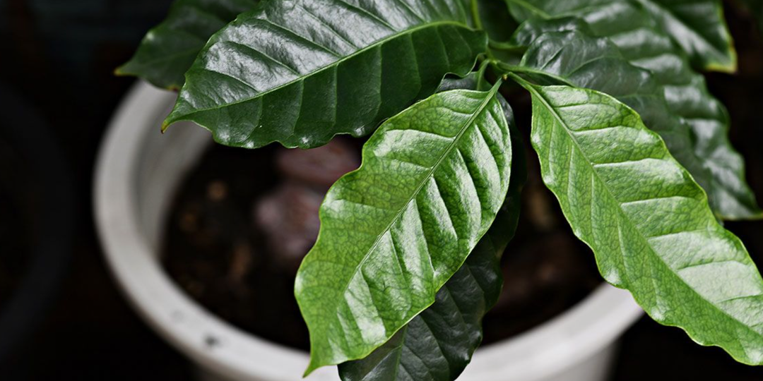 Купил "ароматное" комнатное растение, а оно не пахнет — почему так?