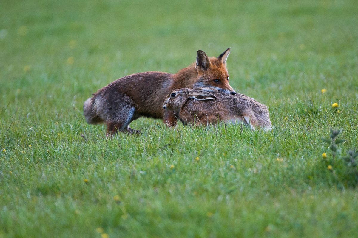 Фото с сайта: https://natur-foto.dk/Pattedyr/Pattedyr%202015/album/slides/LBL0903255-1200.htm