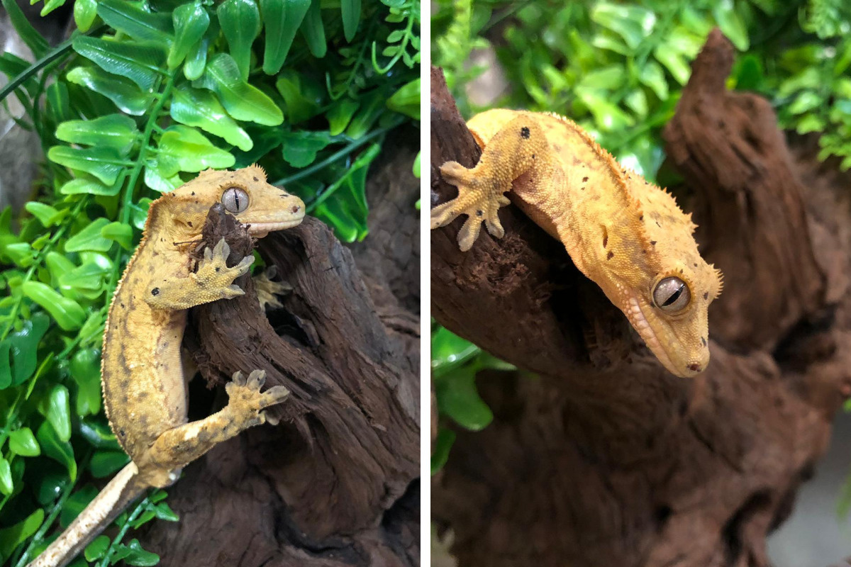 Фото с сайта: https://news.myseldon.com/ru/news/index/277977944