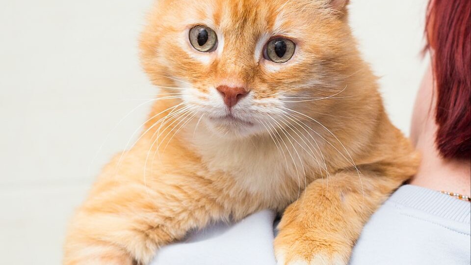 Самый рыженький и самый солнечный кот Зооцентра очень ждет своих котородителей!