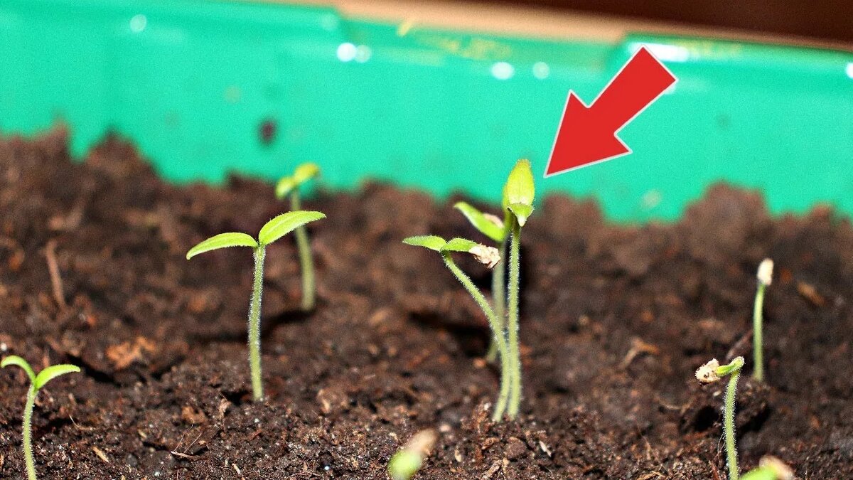Рассада томатов вытянулась сразу после всходов: 3 срочных меры для спасения за 48 часов