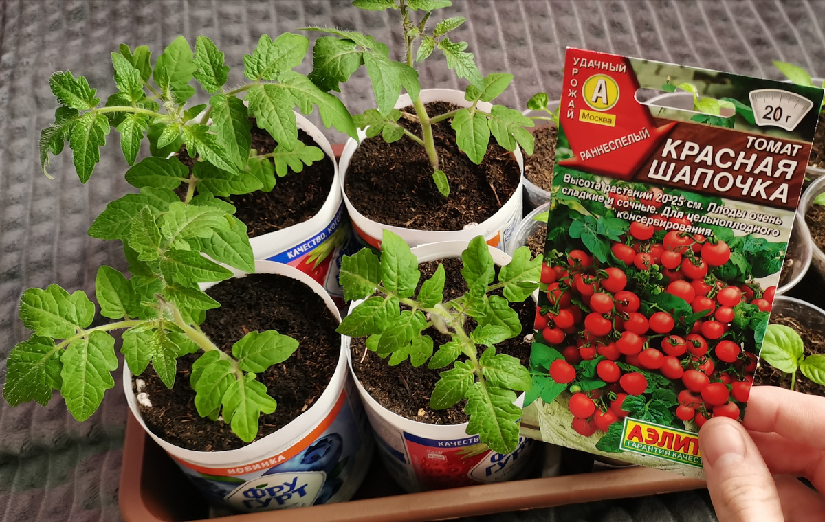 Томаты-черри. 