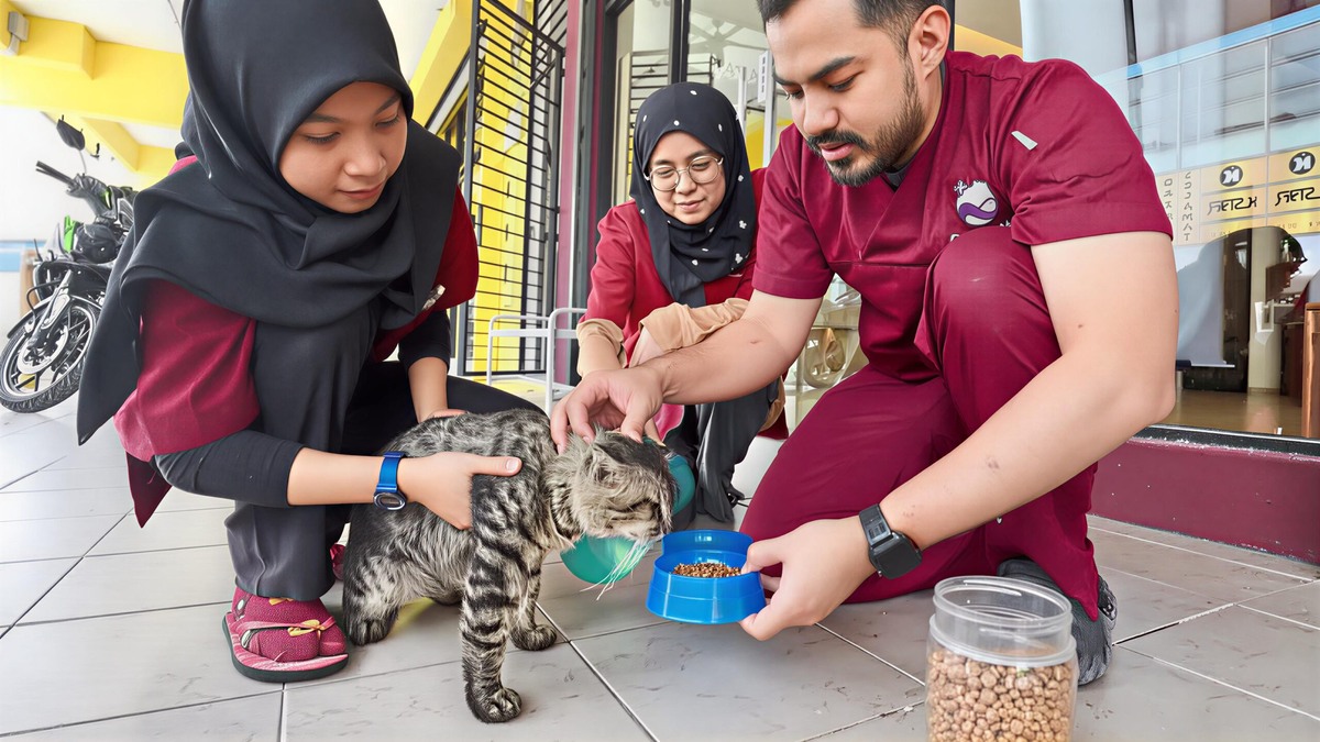 Фото: https://asianews.network/kuala-lumpur-veterinary-team-on-a-mission-to-feed-stray-cats/