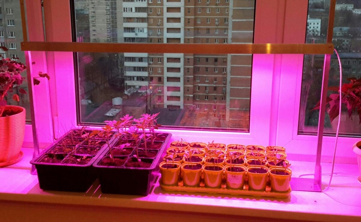 Какие лампы выбрать для рассады томатов: фитолампы, светодиоды или люминесцентные — сравнение цен и эффективности