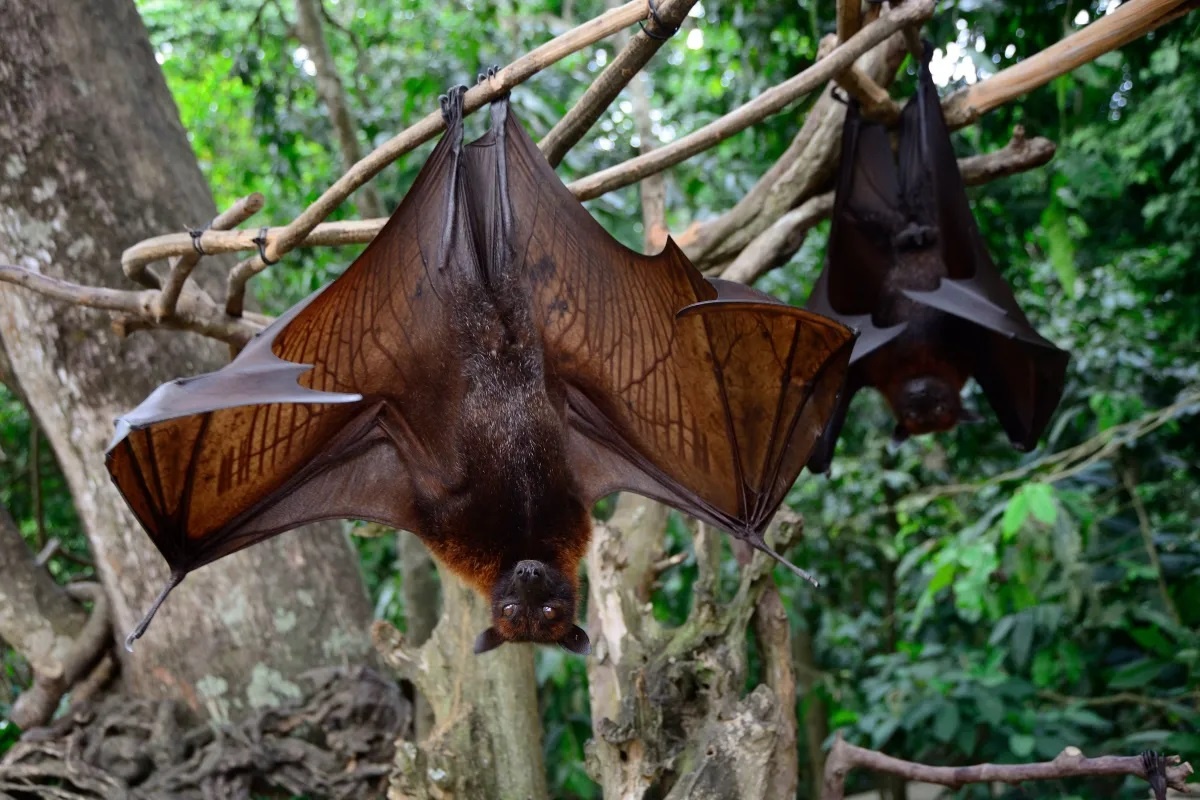 Фото с сайта: https://lori.ru/35328726