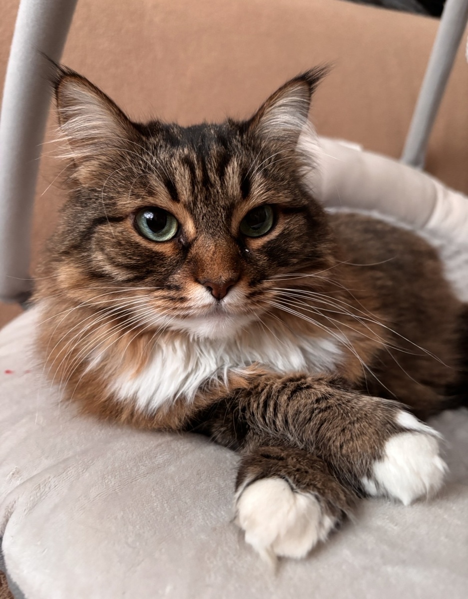 Мелкая она же Шкурка