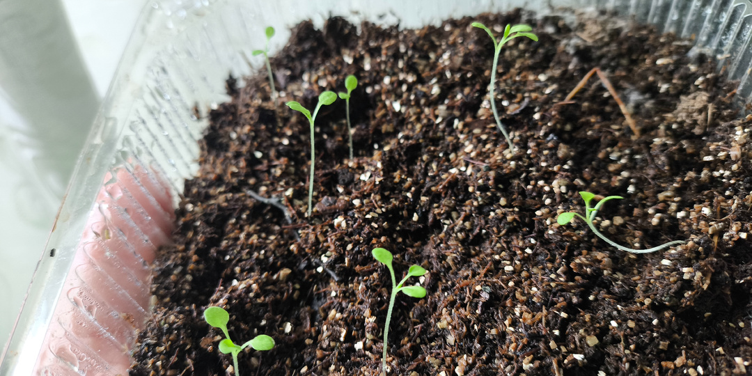 А завтра весна! Посевная!